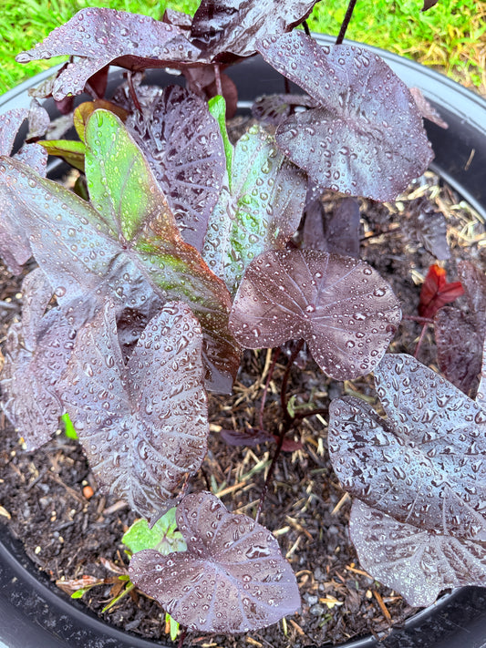 Colocasia Black Coral - size medium (growers choice I will pick a good one)