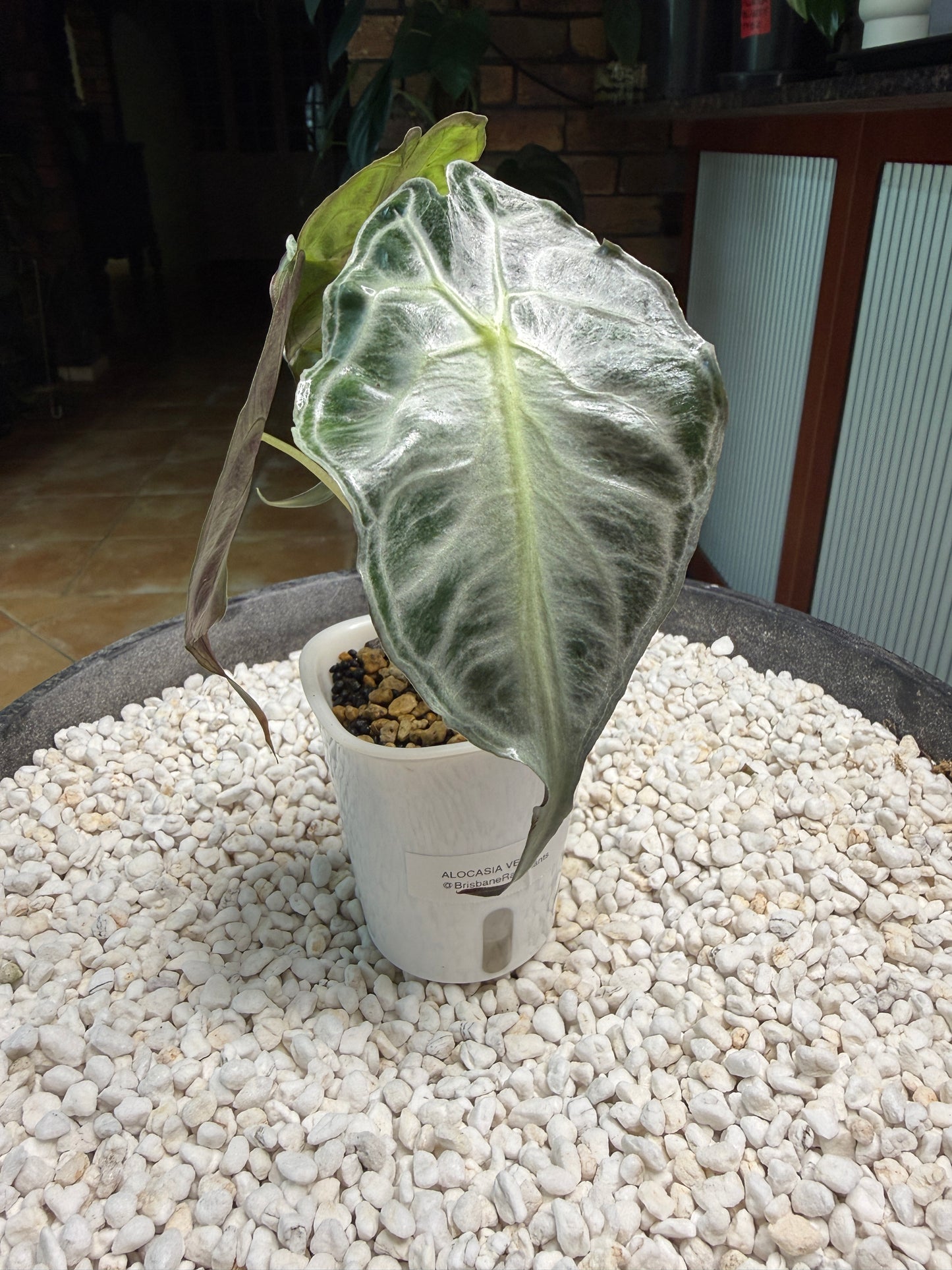 Alocasia Venom large - AV1 self watering pot