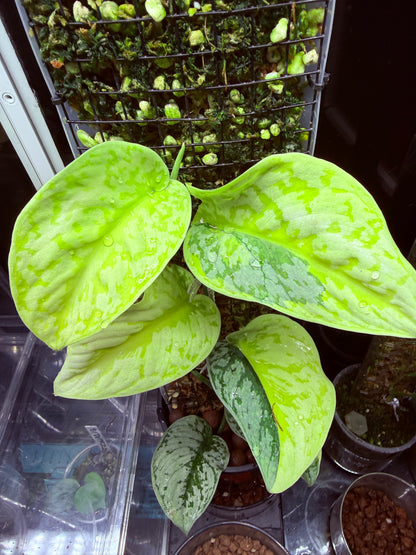 Scindapsus Mayari Aurea Totem