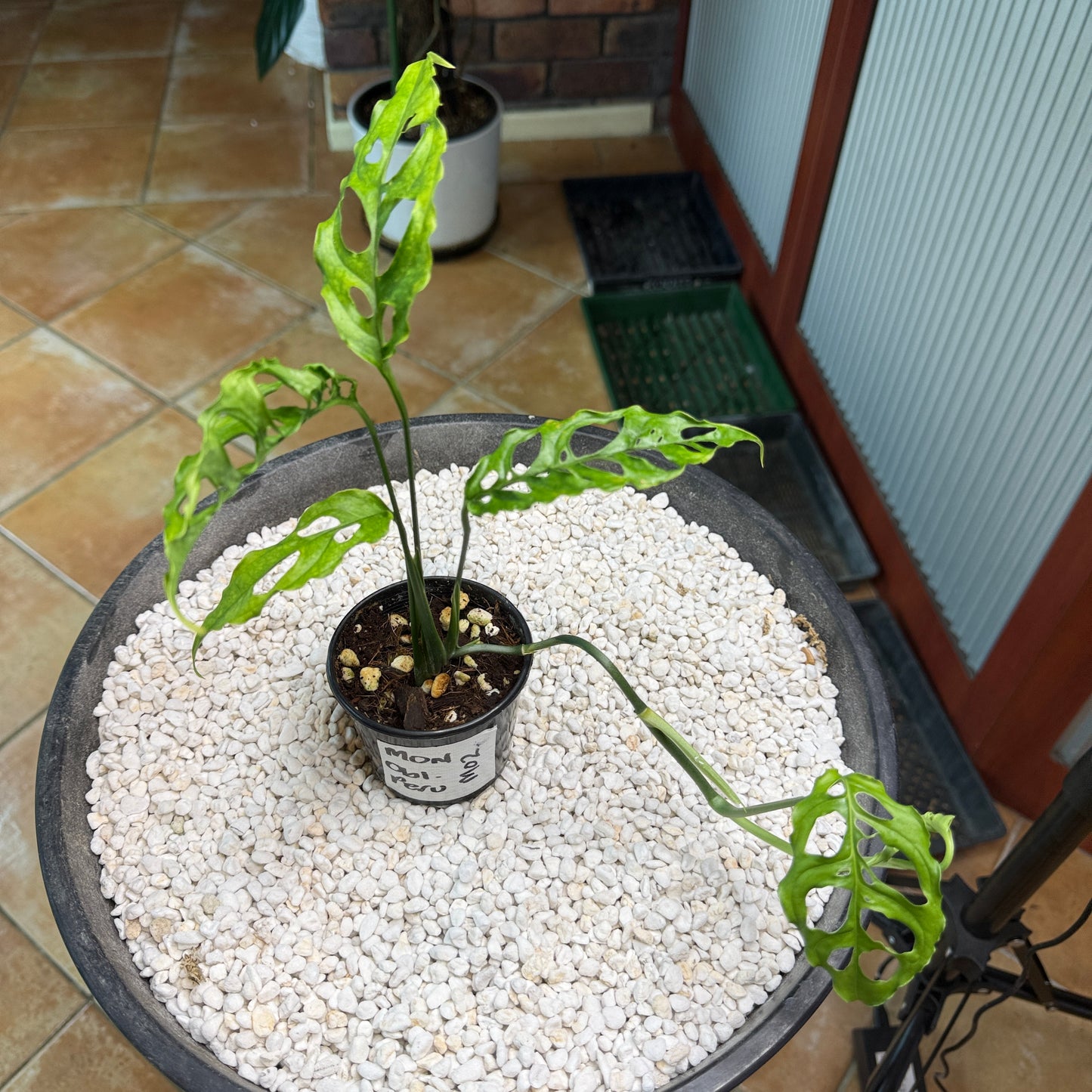 Monstera obliqua Peru - MO2