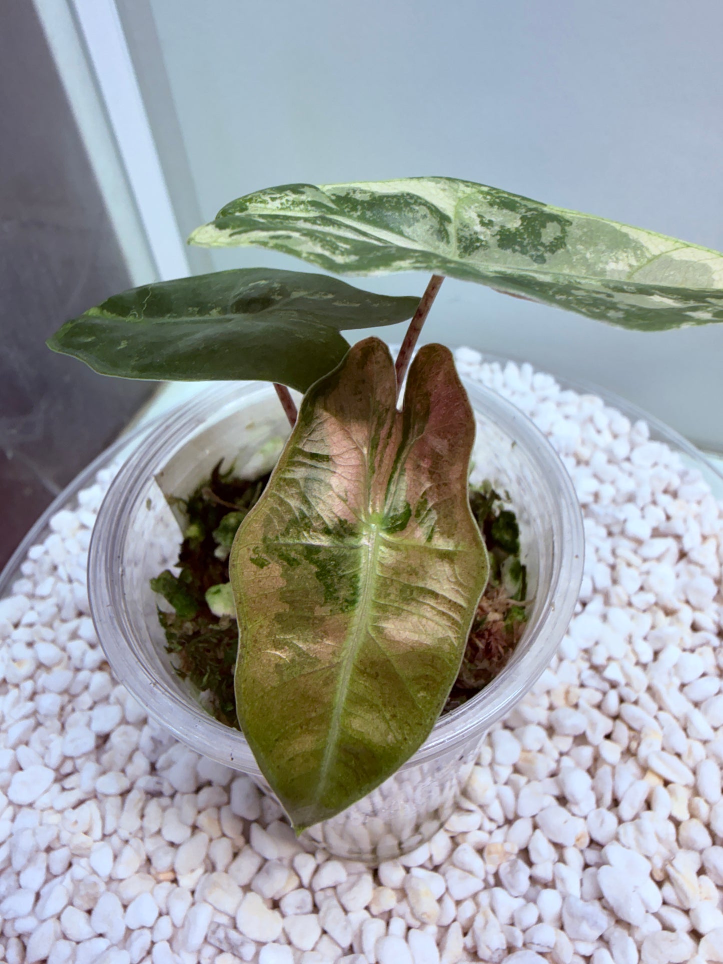 Alocasia Pseudo Sanderiana Pink - non tc corm grown