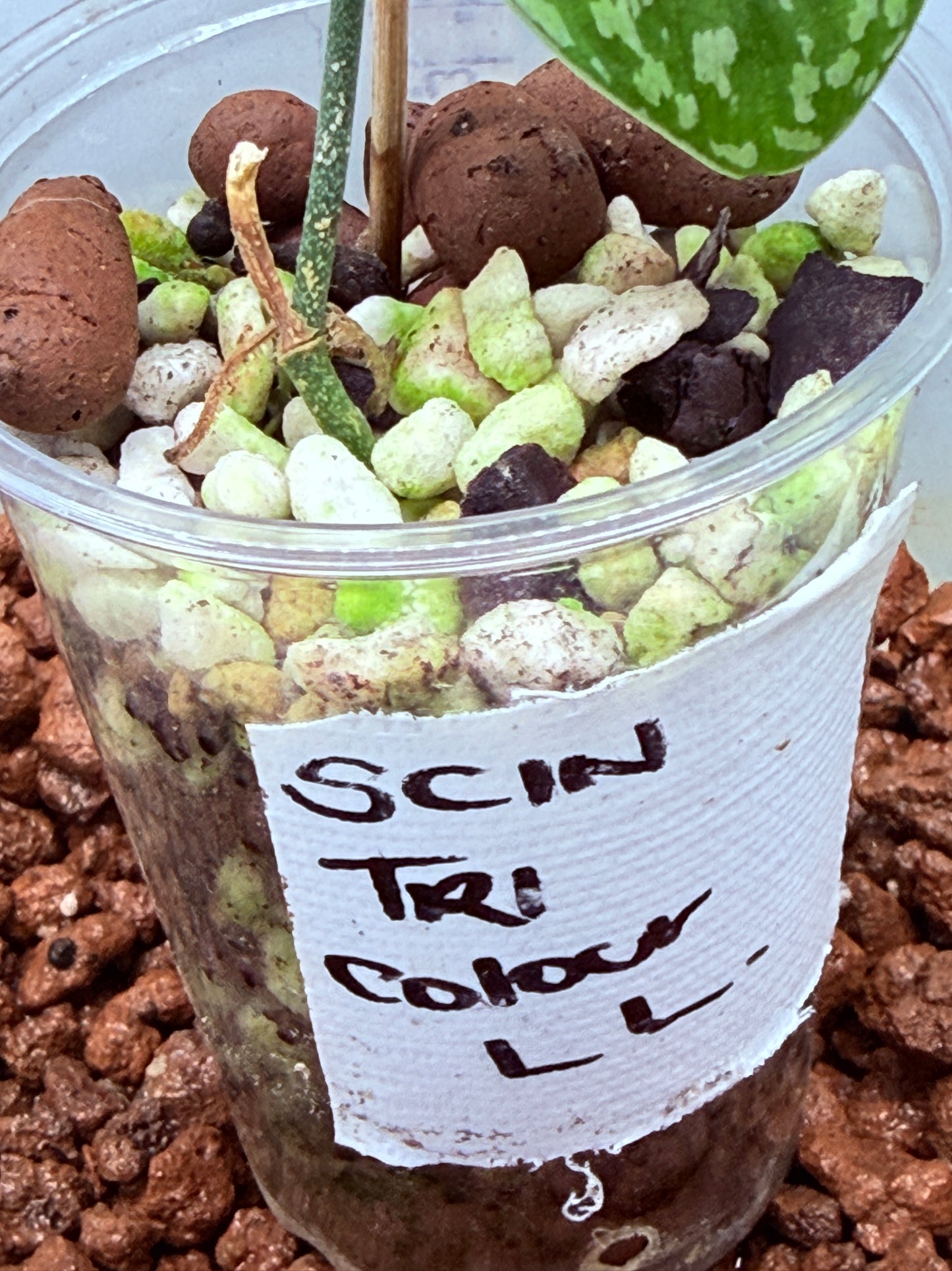 Scindapsus Tri Colour - LL