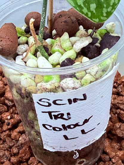 Scindapsus Tri Colour - LL