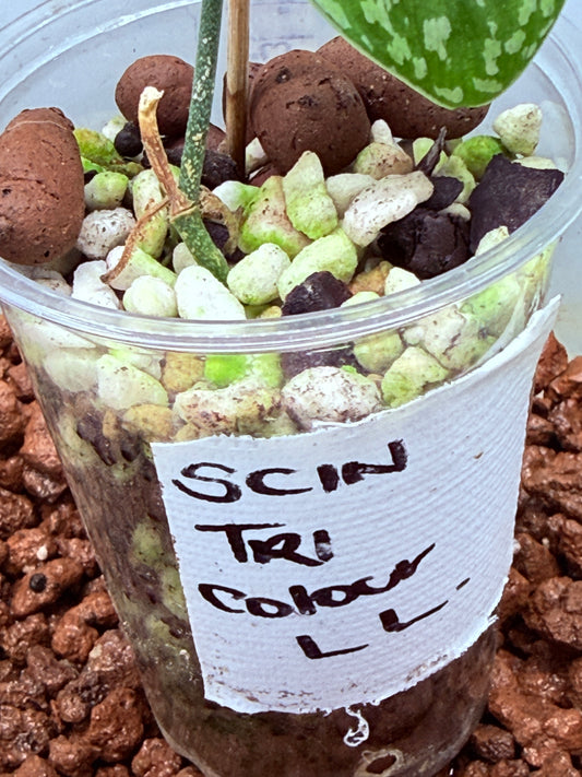 Scindapsus Tri Colour - LL