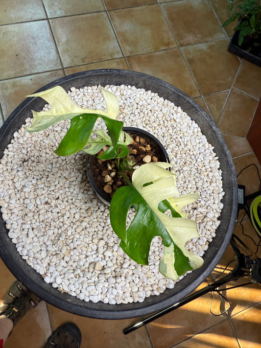 Rhaphidophora Tetrasperma - high Variegation - RTRI