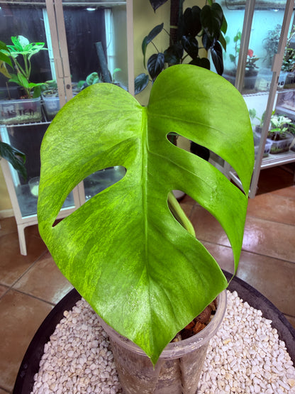Monstera Aurea Non TC - MA
