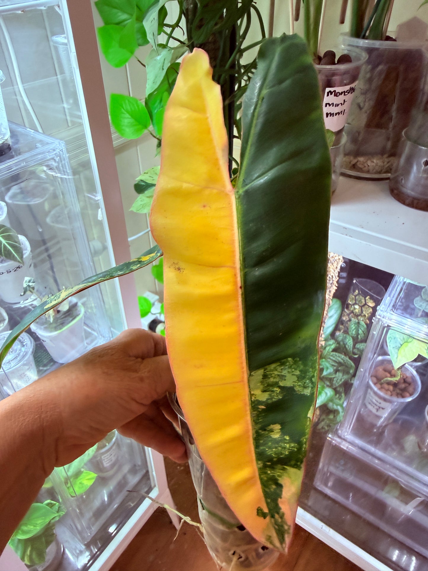 Philodendron Billietiae Non TC Variegated- PBV