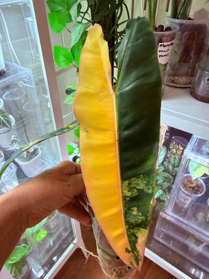 Philodendron Billietiae Non TC Variegated- PBV