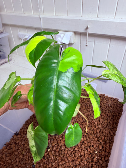 Philodendron Burle Marx Variegated