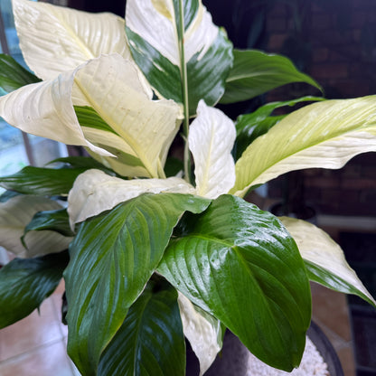 Picasso Peace Lily