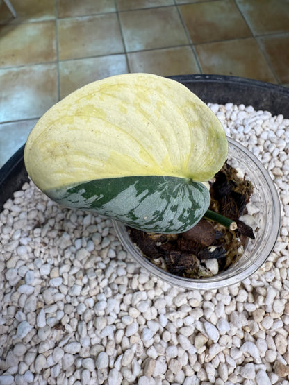 Scindapsus Mayari Aurea - D2