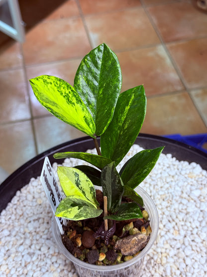 Variegated ZZ Whipped Cream - Var Zanzibar