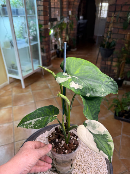 Syngonium Chiapense Variegated 4leaves 3 about to open