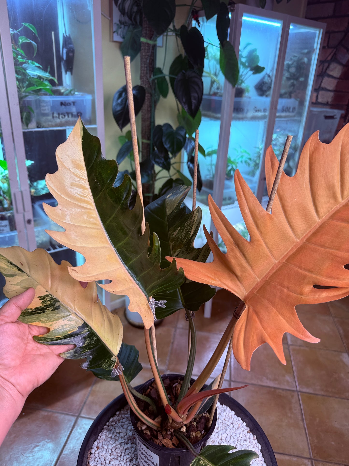 Philodendron Caramel Marble Variegated - PKM4