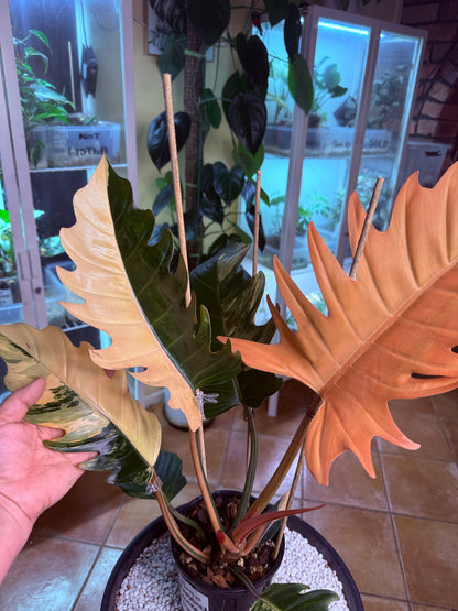 Philodendron Caramel Marble Variegated - PKM4