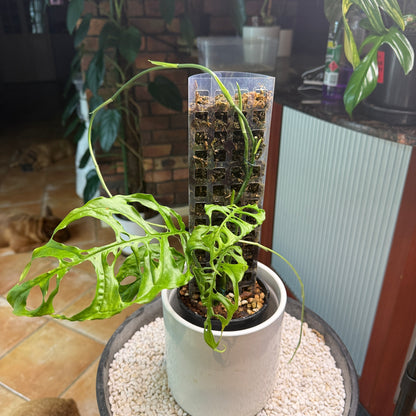Monstera Obliqua Peru - MO1 with runner