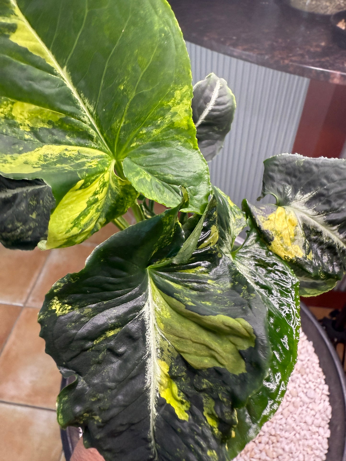 Syngonium Scrambled Eggs - SE2B