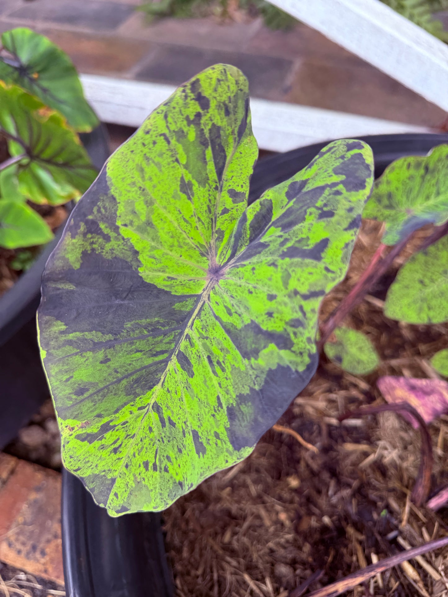 Colocasia Mojito