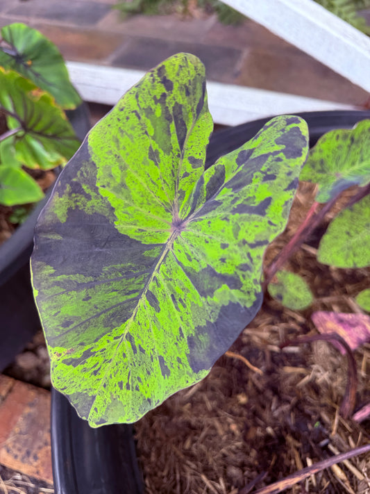 Colocasia Mojito
