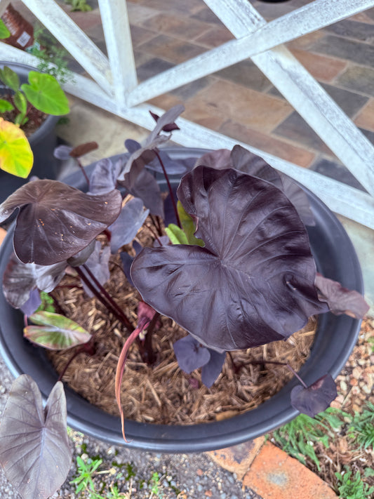 Colocasia Black Coral - size medium (growers choice I will pick a good one)