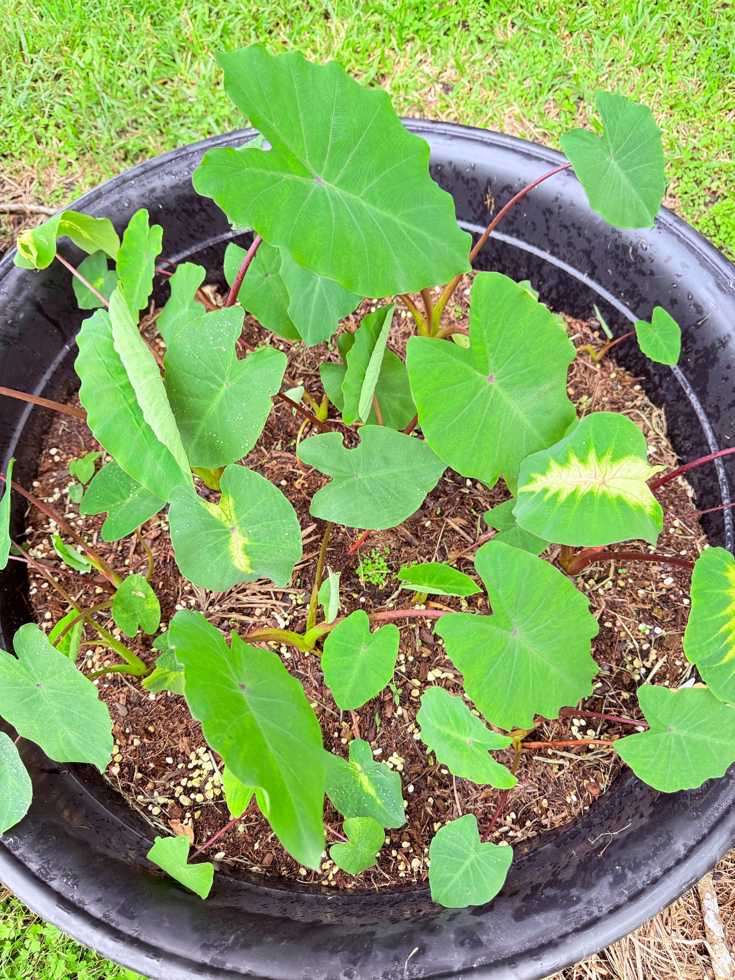 Colocasia Queen of Phoenix - sellers choice