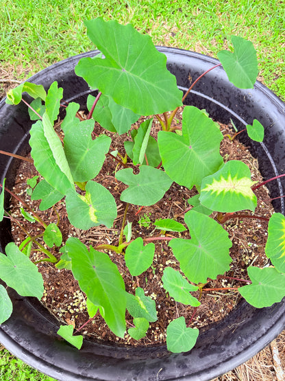 Colocasia Queen of Phoenix - sellers choice