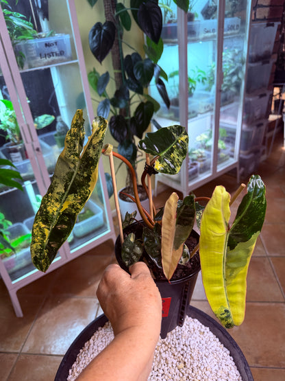 Philodendron Billietiae Variegated 11 leaves