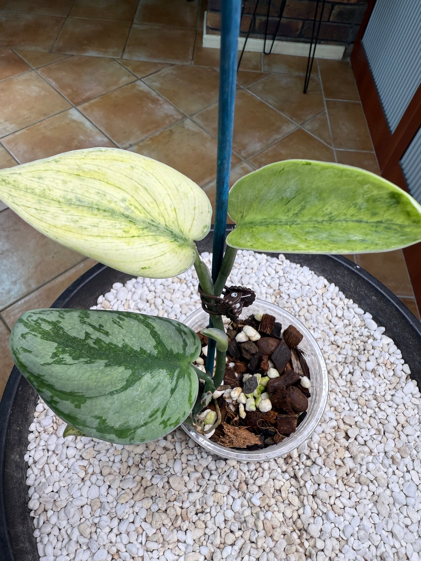 Scindapsus Hologram - h2a