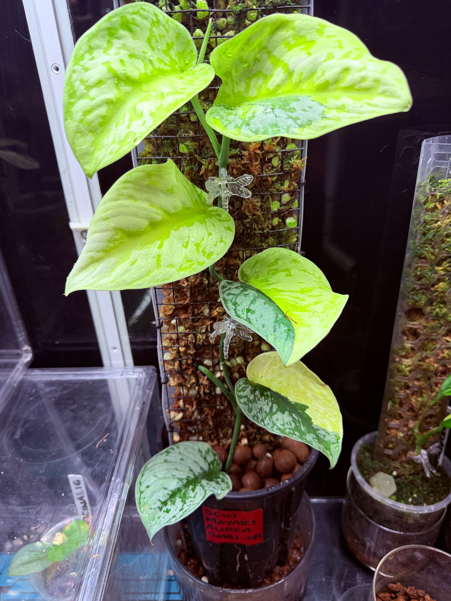Scindapsus Mayari Aurea Totem