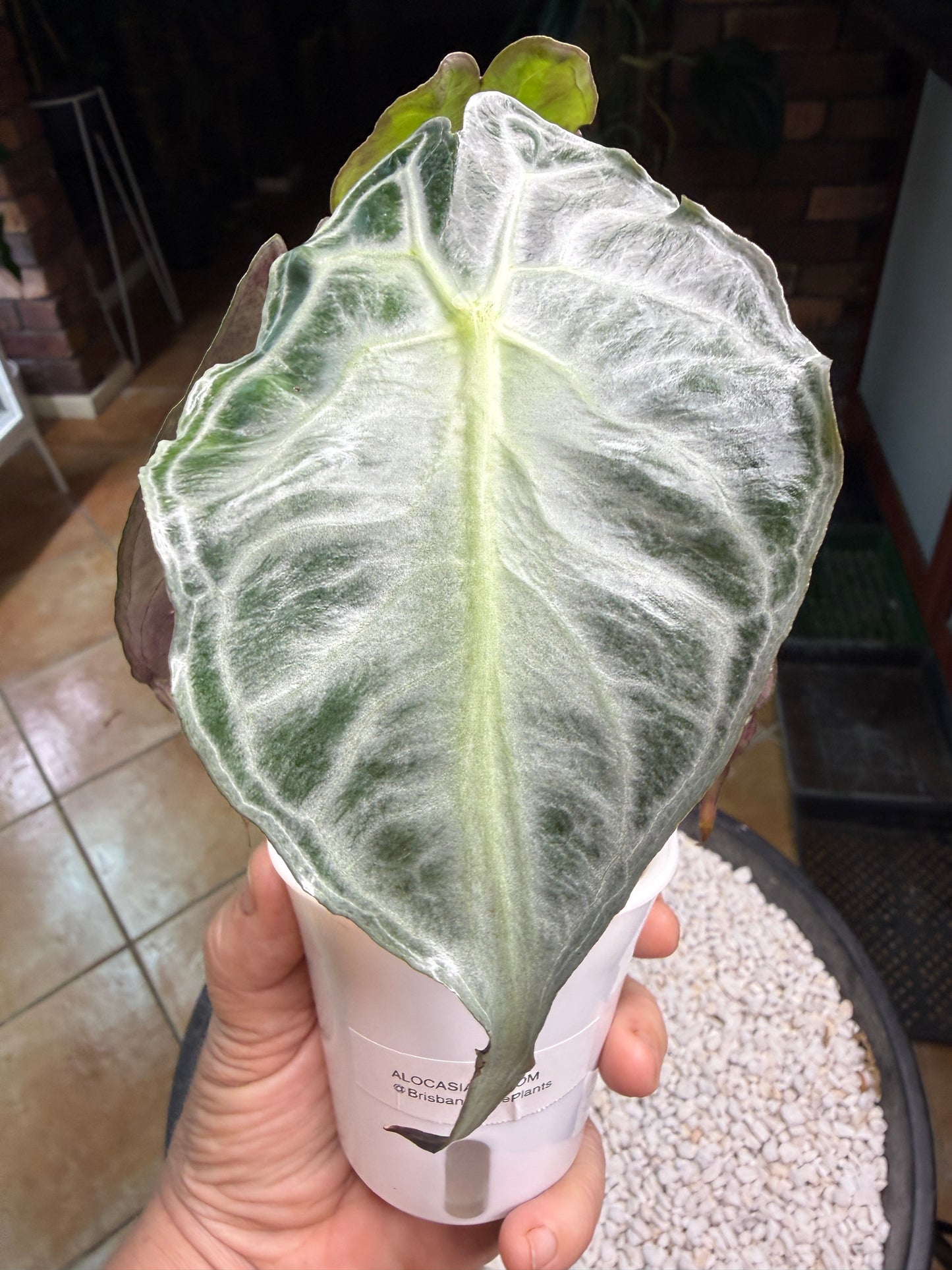 Alocasia Venom large - AV1 self watering pot