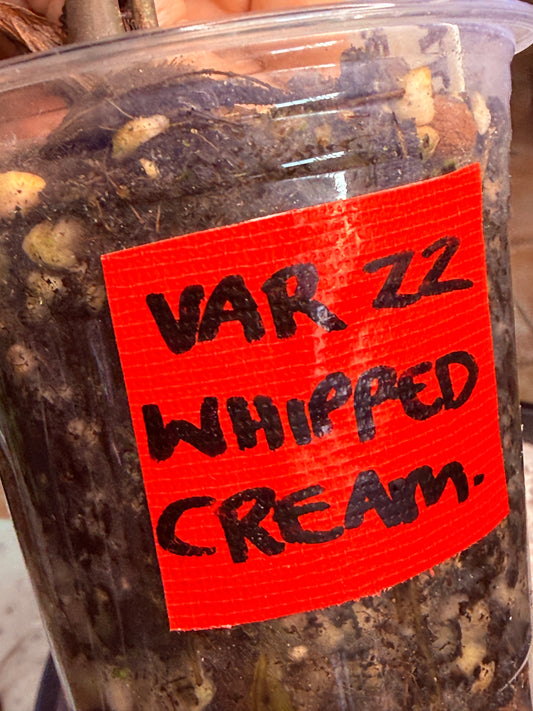 Variegated ZZ Whipped Cream - Var Zanzibar