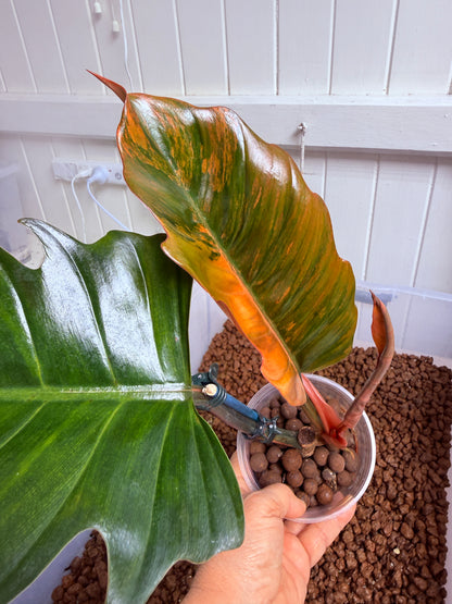 Philodendron Caramel Marble Non TC - PKM