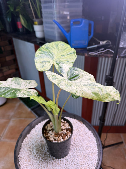 Alocasia Macrorrhizos Splash large - AMR