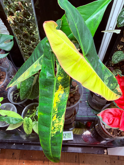 Philodendron Billietiae Non TC Variegated- PBV