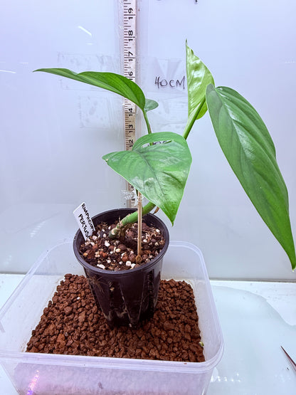 Rhaphidophora Pertusa - RP1