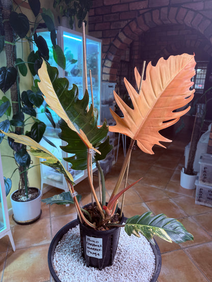 Philodendron Caramel Marble Variegated - PKM4