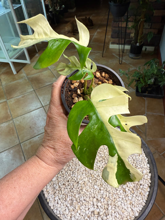 Rhaphidophora Tetrasperma - high Variegation - RTRI