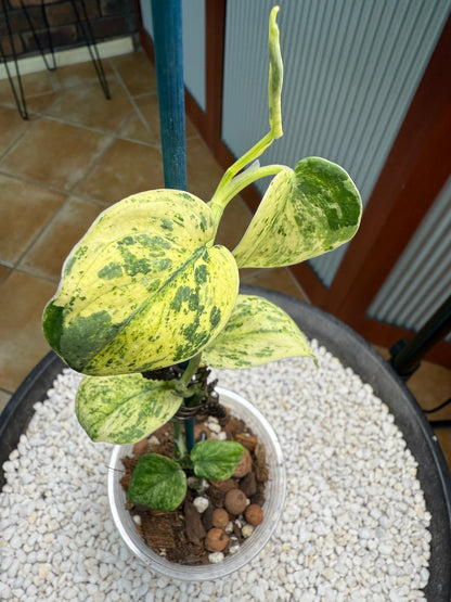 Scindapsus Crème Brûlée - F3B