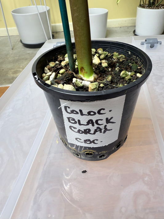 Calocasia Black Coral - CBC
