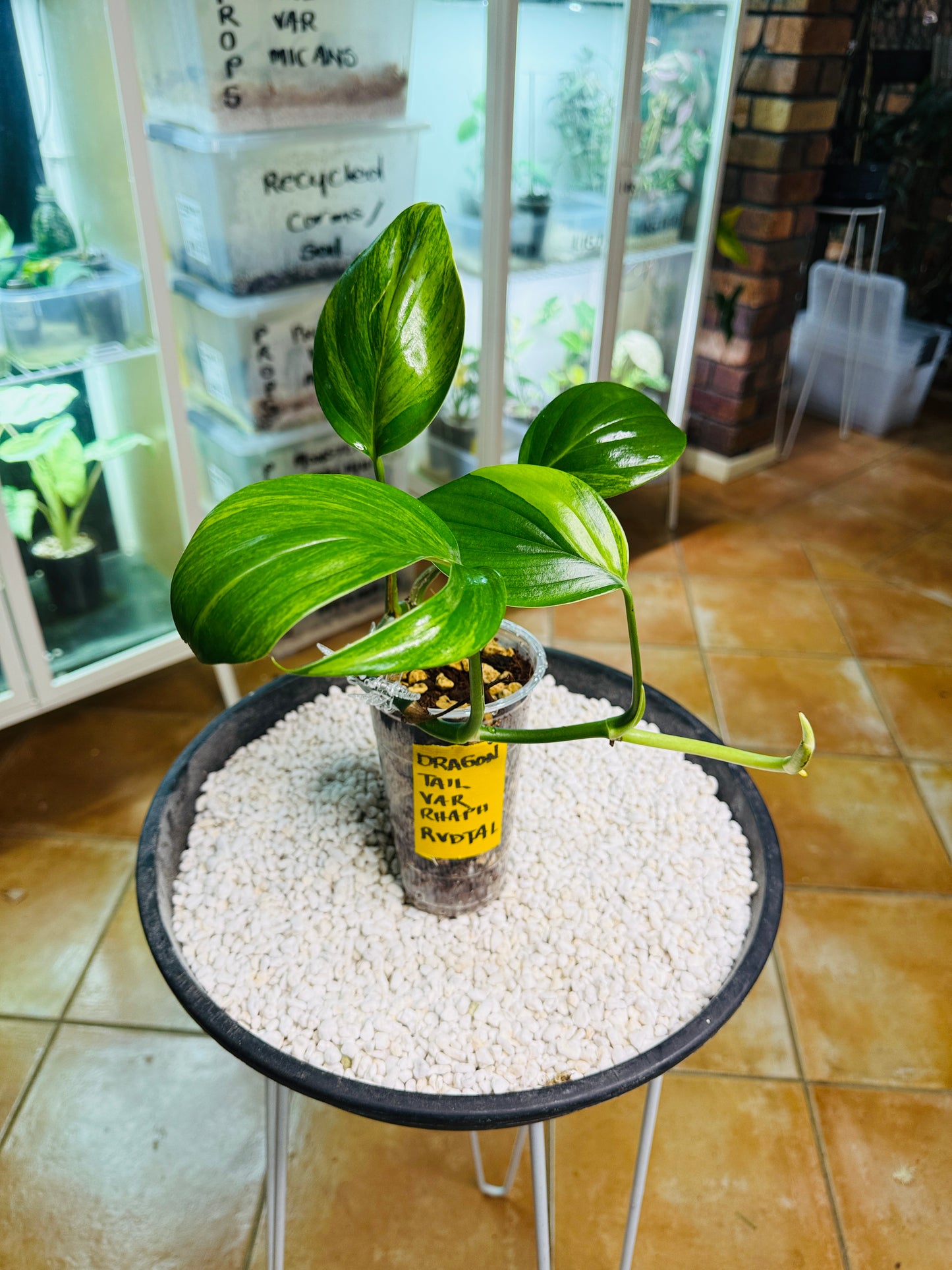 Rhaphidophora Decursiva Variegated (Dragons Tail)