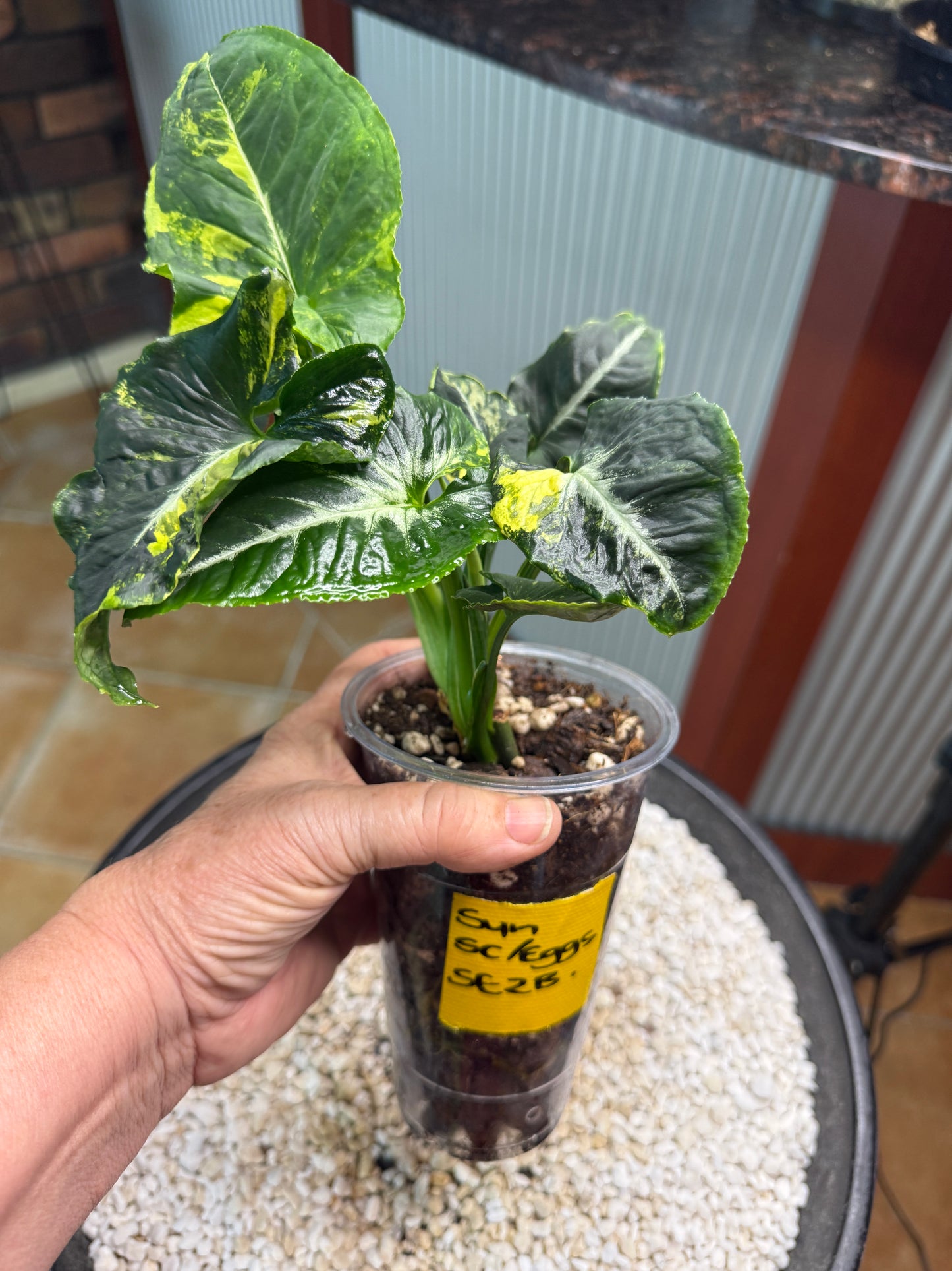 Syngonium Scrambled Eggs - SE2B