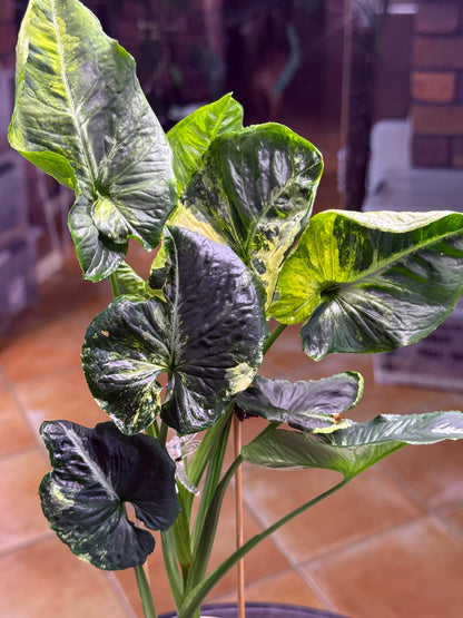 Syngonium Scrambled Eggs - SE5