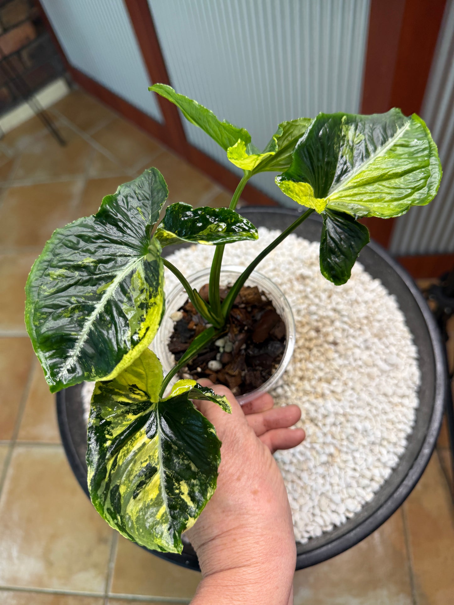 Syngonium Scrambled Eggs - SE2A