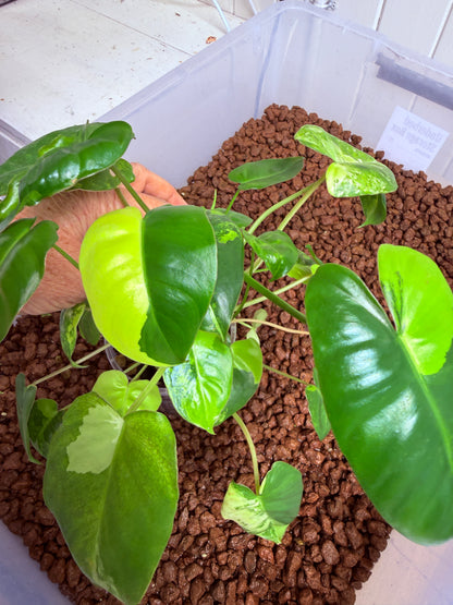 Philodendron Burle Marx Variegated
