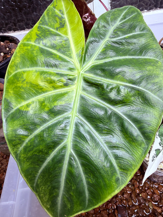 Alocasia Pink Dragon plant-corm grown