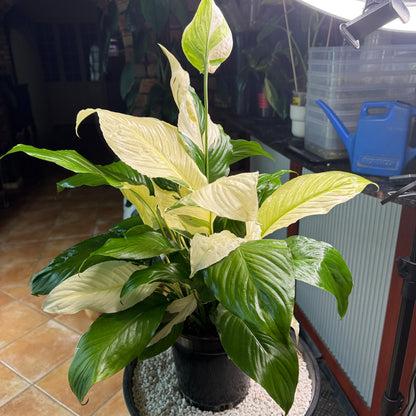 Picasso Peace Lily
