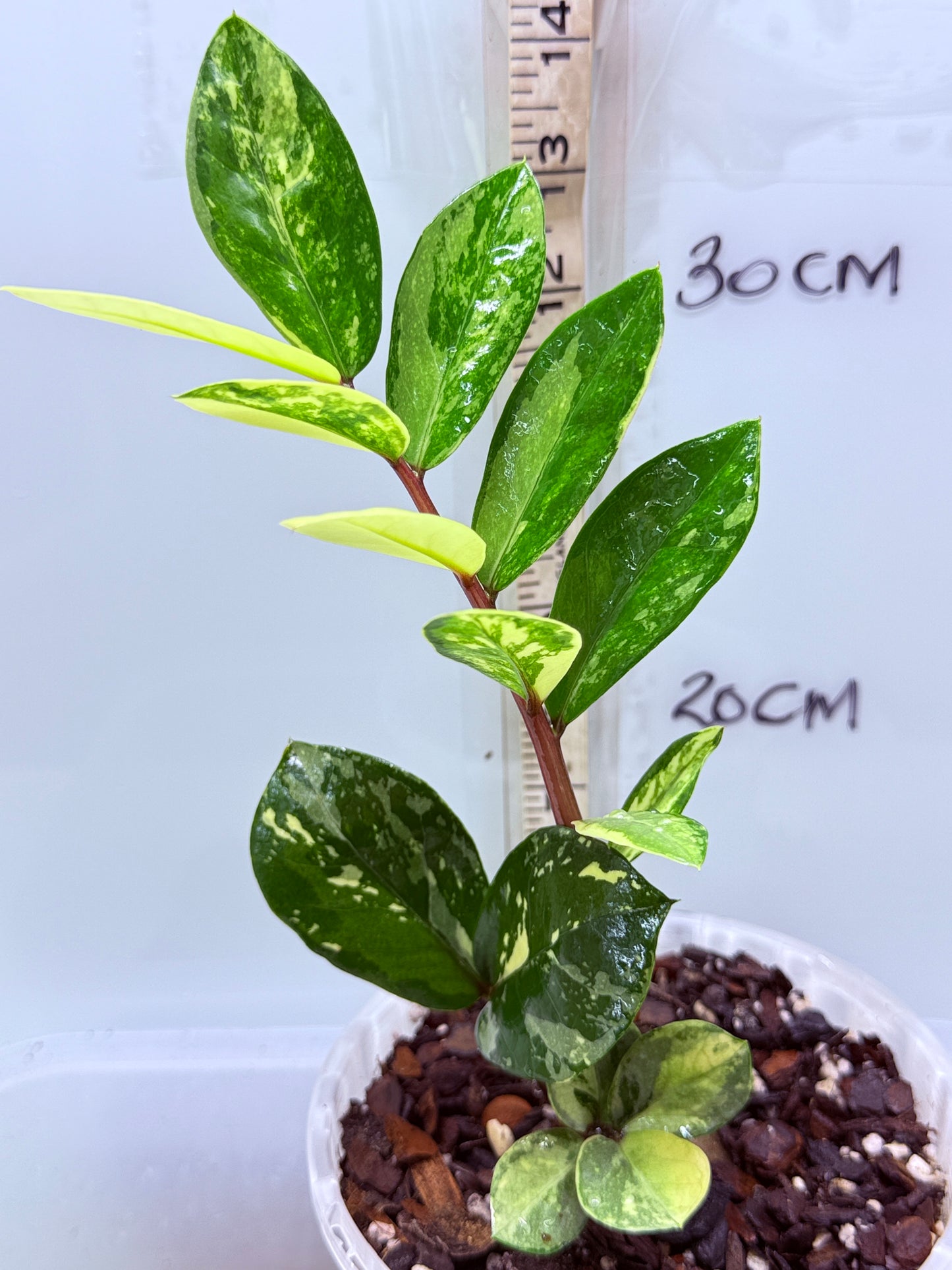 ZZ Variegated Plant - Zamioculcas Zamiifolia