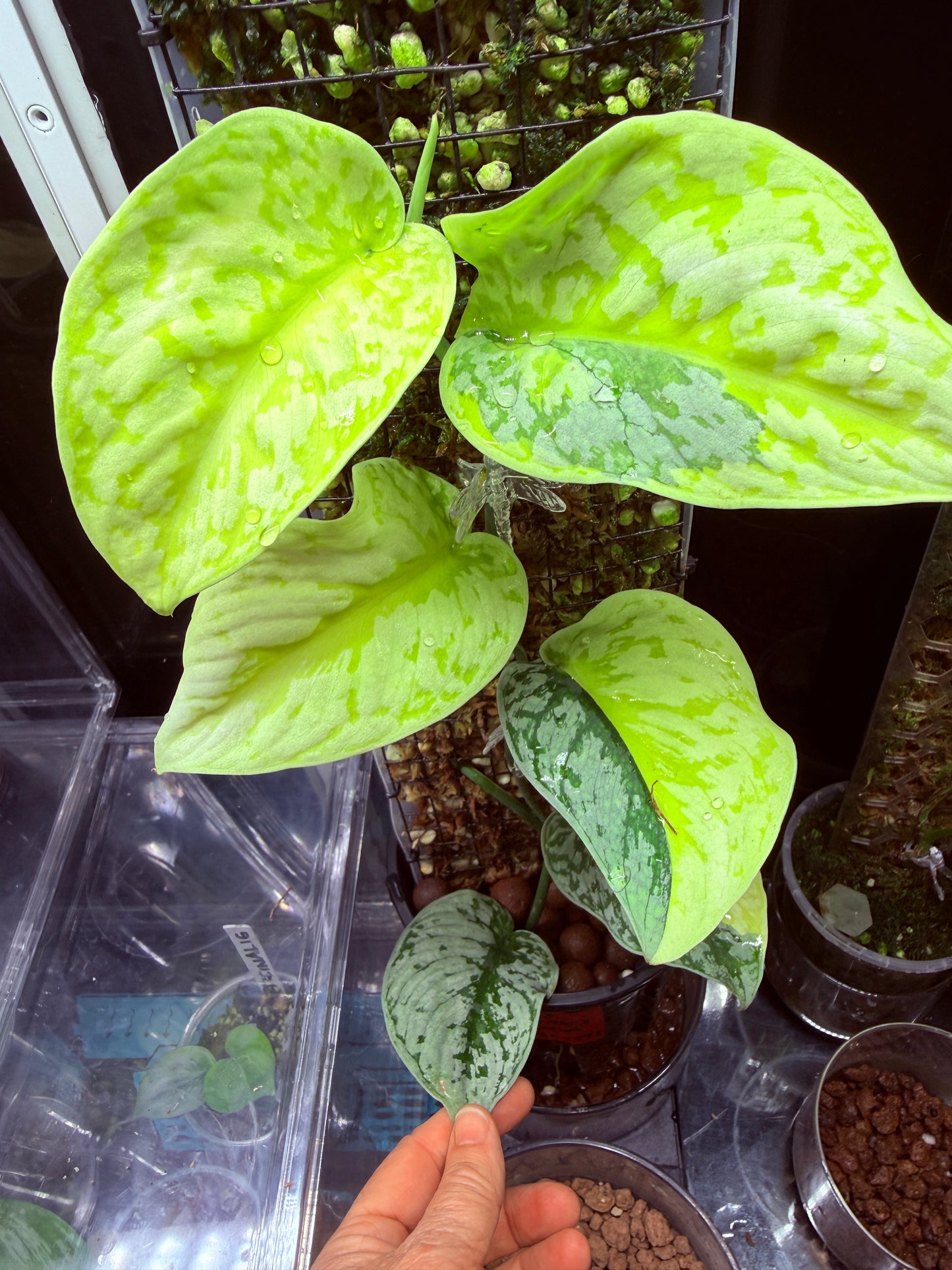 Scindapsus Mayari Aurea Totem
