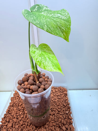 Monstera Mint Variegation - MM3