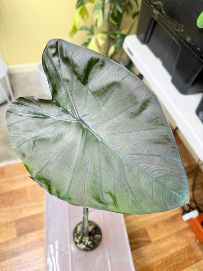 Calocasia Black Coral - CBC